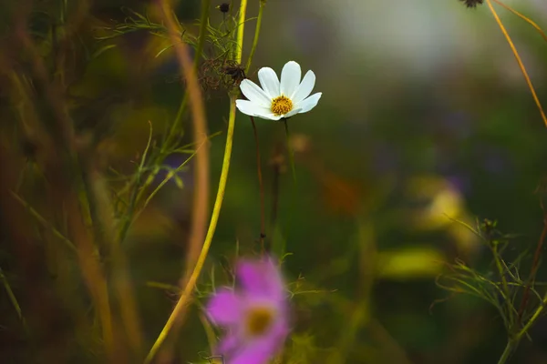 Foto Atmosférica Macizos Flores Escritorio Con Fondo Hermoso Borroso — Foto de Stock