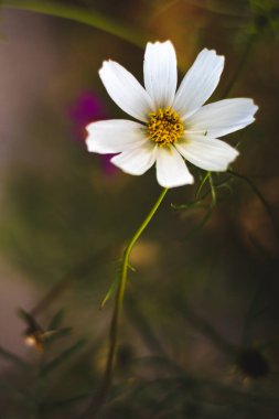Masaüstünüzdeki çiçek yataklarının bulanık arkaplanlı atmosferik fotoğrafı.