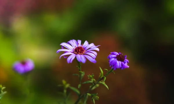 Photo Atmosphérique Parterres Fleurs Sur Votre Bureau Avec Beau Fond — Photo