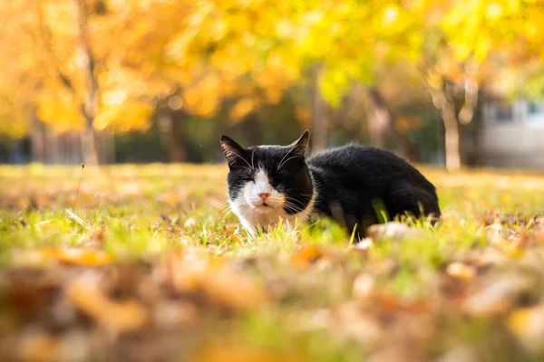 Британская Короткошерстная Кошка Осенью — стоковое фото