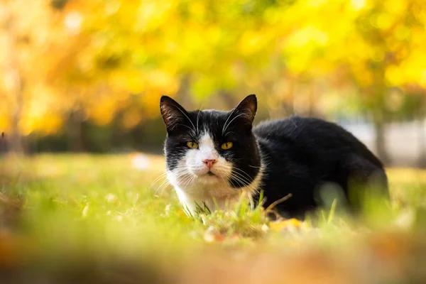 Britânico Gato Shorthair Outono — Fotografia de Stock