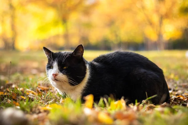Britská Krátkosrstá Kočka Podzim — Stock fotografie