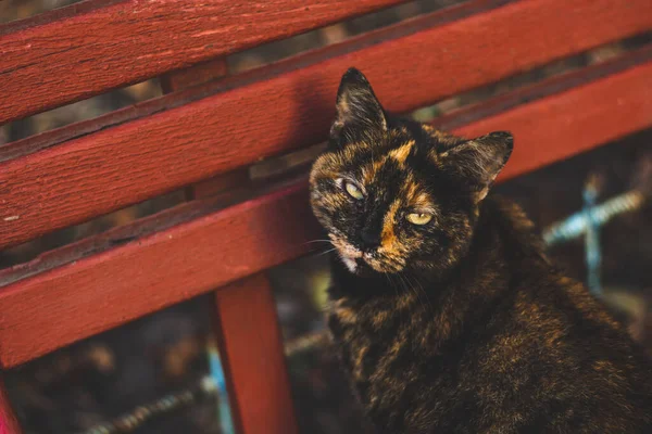 秋のイギリスの短毛猫 — ストック写真