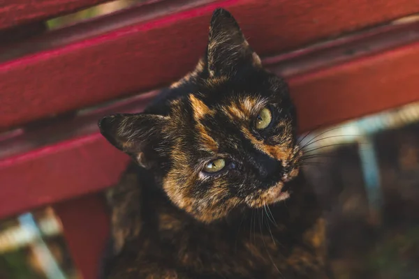 Británico Taquigrafía Gato Otoño — Foto de Stock