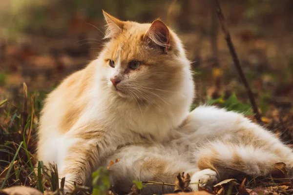 Fluffy gato callejero es lavado fuera en otoño frío tiempo — Foto de Stock