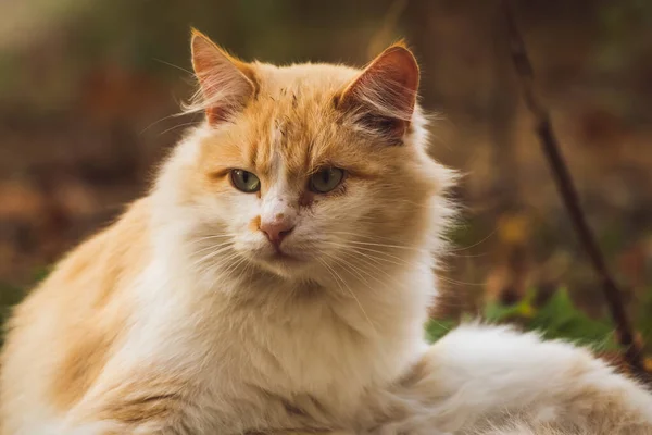 Flauschige Streunerkatze wird bei herbstlicher Kälte draußen gewaschen — Stockfoto