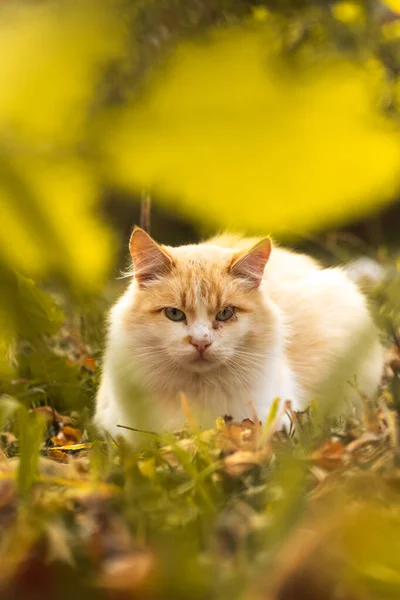 Foto de um gato de outono com belo bokeh — Fotografia de Stock