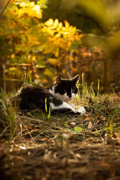 夕暮れ時のバックライトの美しい明るいシルエットの猫の秋の写真垂直写真 — ストック写真