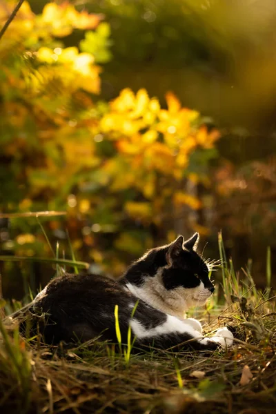 O gato dorme em belos moitas de outono, pôr do sol e silhueta brilhante — Fotografia de Stock