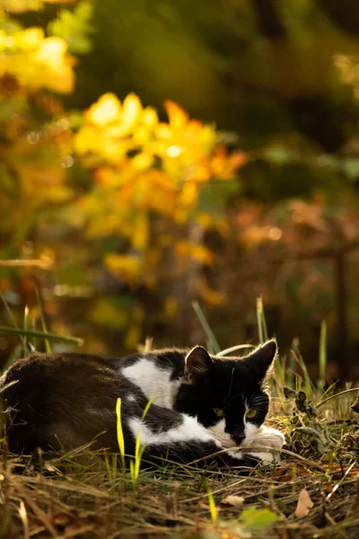 O gato dorme em belos moitas de outono, pôr do sol e silhueta brilhante — Fotografia de Stock