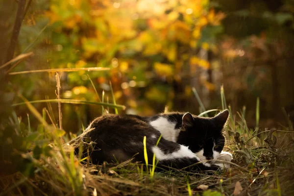 O gato deitado dorme em belos moitas de outono, pôr do sol e silhueta brilhante — Fotografia de Stock