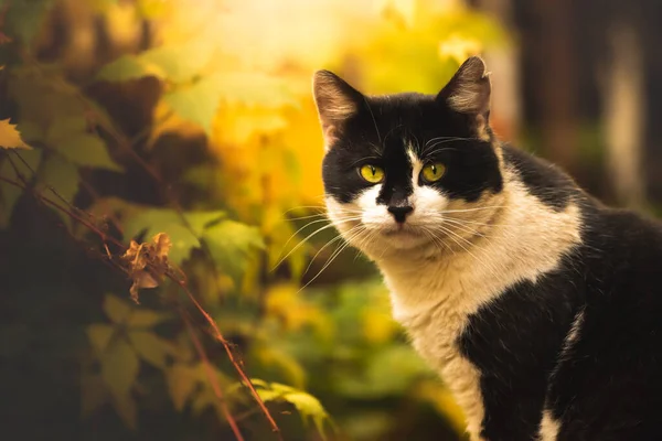 Yard gato Outono vadio belo retrato da foto atmosférica — Fotografia de Stock