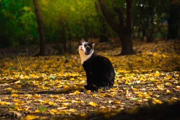 Φθινοπωρινές Γάτες Φύλλωμα Και Όμορφα Τοπία Στο Δάσος Έντονο Καιρό — Φωτογραφία Αρχείου