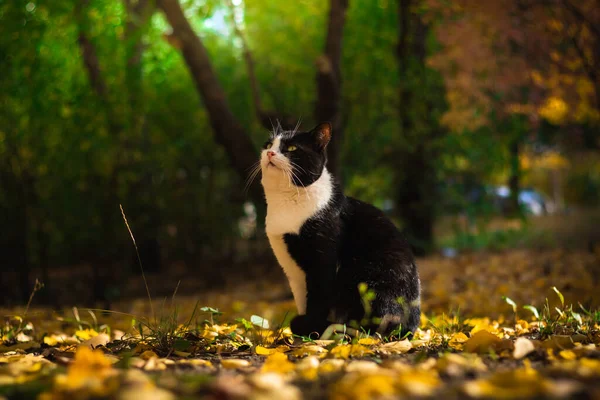 天気の良い日は森の中の紅葉や美しい風景の中の秋の猫 気分の良い夕日の写真 — ストック写真