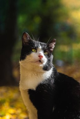 Yeşillik içindeki sonbahar kedileri ve açık havada ormandaki güzel manzaralar ve günbatımında ruh haliyle fotoğraf.