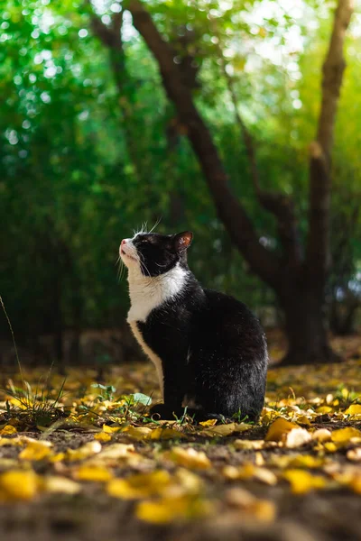 Los Gatos Otoñales Follaje Los Paisajes Hermosos Bosque Tiempo Brillante — Foto de Stock