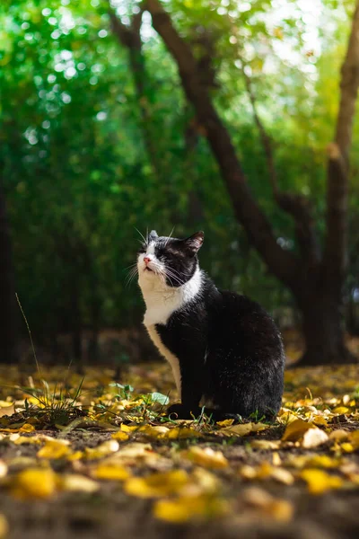 날씨에 나뭇잎과 아름다운 풍경에 고양이와 기분이 고조되는 — 스톡 사진
