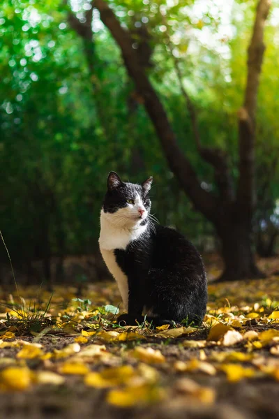 天気の良い日は森の中の紅葉や美しい風景の中の秋の猫 気分の良い夕日の写真 — ストック写真