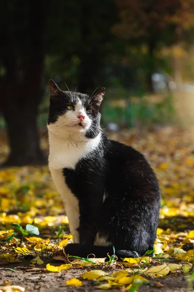 Herbstkatzen Laub Und Schöne Landschaften Wald Bei Hellem Wetter Und — Stockfoto