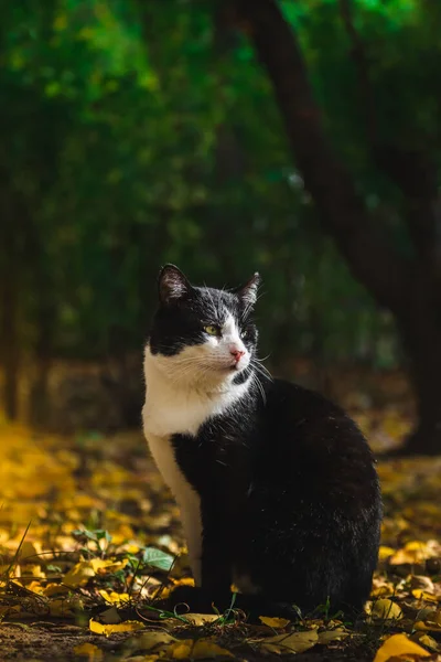 Chats Automne Dans Feuillage Beaux Paysages Dans Forêt Par Beau — Photo