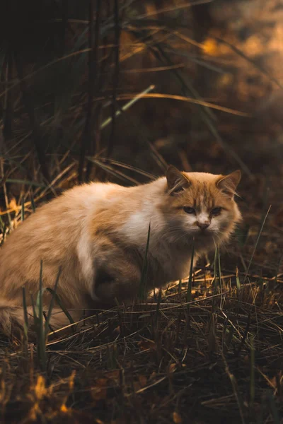 Gatti Autunnali Fogliame Splendidi Paesaggi Nella Foresta Con Tempo Luminoso — Foto Stock