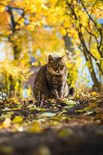 Yeşillik Içindeki Sonbahar Kedileri Açık Havada Ormandaki Güzel Manzaralar Günbatımında — Stok fotoğraf