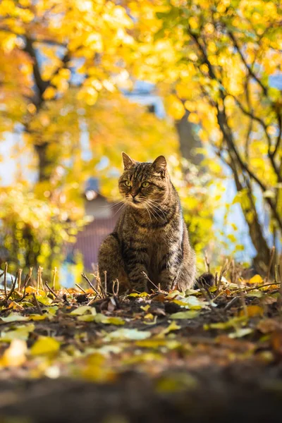 Herbstkatzen Laub Und Schöne Landschaften Wald Bei Hellem Wetter Und — Stockfoto