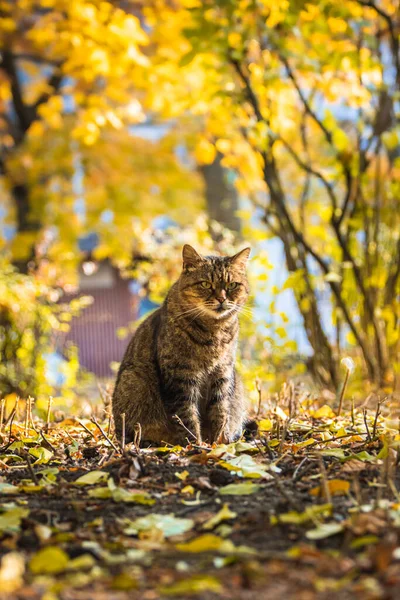 天気の良い日は森の中の紅葉や美しい風景の中の秋の猫 気分の良い夕日の写真 — ストック写真