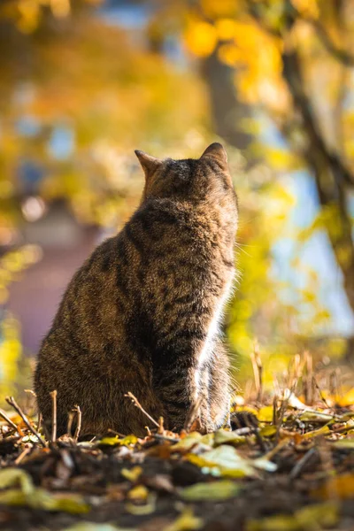 Autumn Cats Foliage Beautiful Landscapes Forest Bright Weather Sunset Photo — Stock Photo, Image