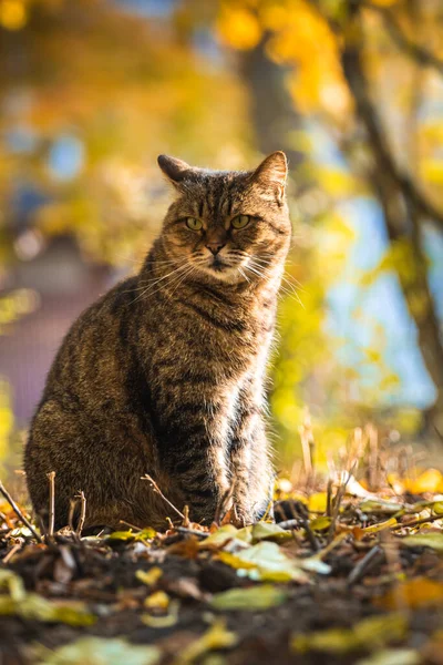 Gatos Outono Folhagem Belas Paisagens Floresta Tempo Brilhante Foto Pôr — Fotografia de Stock