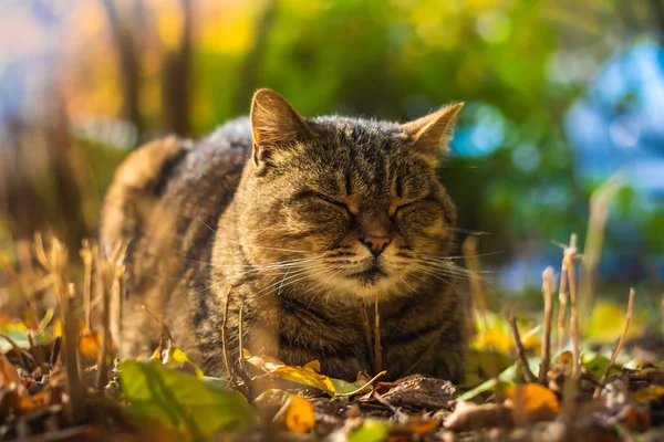Podzimní Kočky Listoví Krásné Krajiny Lese Jasného Počasí Při Západu — Stock fotografie