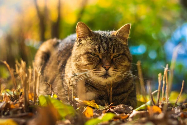 Gatos Outono Folhagem Belas Paisagens Floresta Tempo Brilhante Foto Pôr — Fotografia de Stock