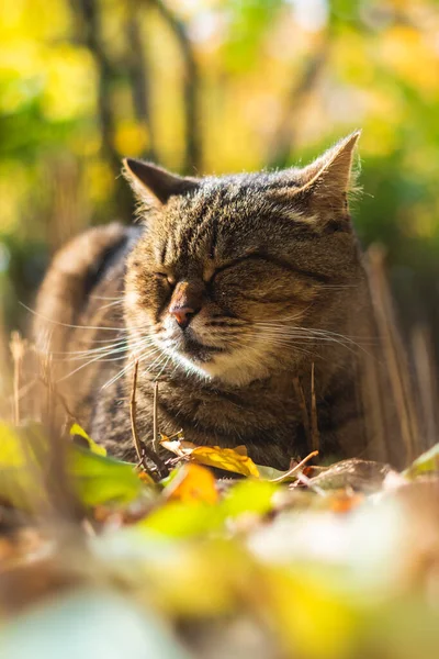 Gatos Outono Folhagem Belas Paisagens Floresta Tempo Brilhante Foto Pôr — Fotografia de Stock