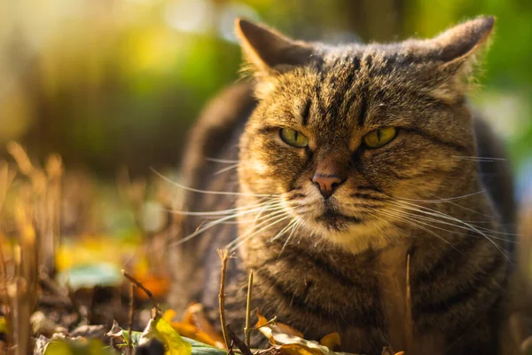 Los Gatos Otoñales Follaje Los Paisajes Hermosos Bosque Tiempo Brillante — Foto de Stock