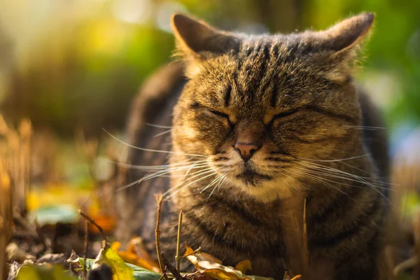 Chats Automne Dans Feuillage Beaux Paysages Dans Forêt Par Beau — Photo