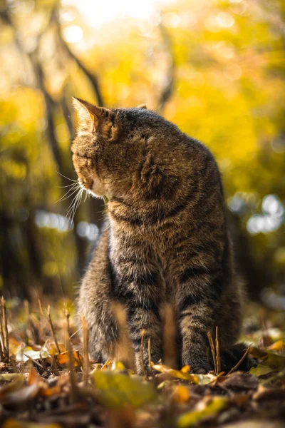 Podzimní Kočky Listoví Krásné Krajiny Lese Jasného Počasí Při Západu — Stock fotografie