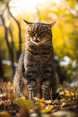 Yeşillik içindeki sonbahar kedileri ve açık havada ormandaki güzel manzaralar ve günbatımında ruh haliyle fotoğraf.