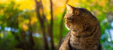 Yeşillik içindeki sonbahar kedileri ve açık havada ormandaki güzel manzaralar ve günbatımında ruh haliyle fotoğraf.