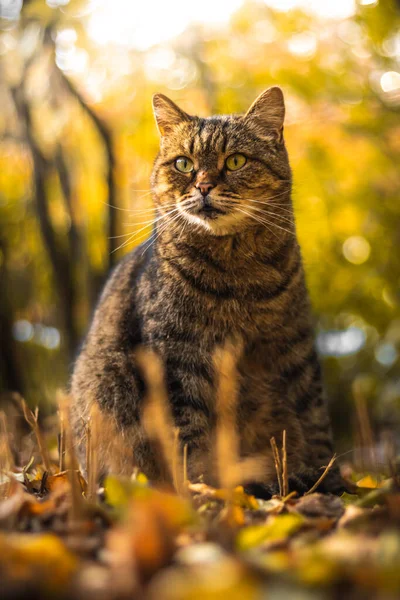 Herfst Katten Gebladerte Prachtige Landschappen Het Bos Bij Helder Weer — Stockfoto