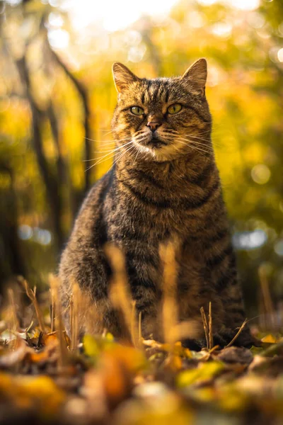 Herbstkatzen Laub Und Schöne Landschaften Wald Bei Hellem Wetter Und — Stockfoto