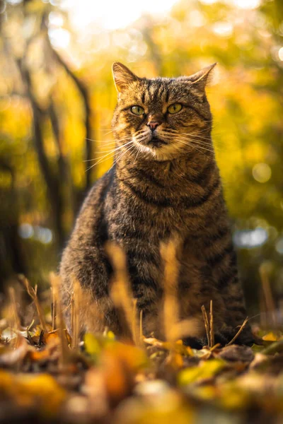 Jesienne Koty Liściach Piękne Krajobrazy Lesie Jasnej Pogodzie Zachodzie Słońca — Zdjęcie stockowe