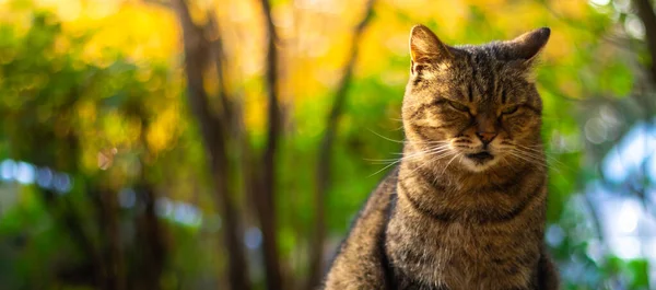 Őszi Macskák Lombozat Gyönyörű Tájak Erdőben Fényes Időben Naplemente Fotó — Stock Fotó
