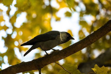 Dallardaki sonbahar kuşları vahşi yaşamın ve doğal yaşam alanının güzel ve temiz fotoğrafları.