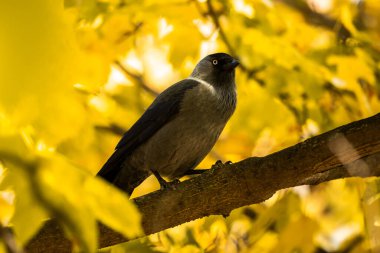 Dallardaki sonbahar kuşları vahşi yaşamın ve doğal yaşam alanının güzel ve temiz fotoğrafları.