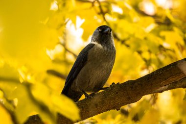 Dallardaki sonbahar kuşları vahşi yaşamın ve doğal yaşam alanının güzel ve temiz fotoğrafları.
