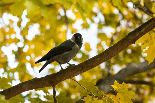 Autunno Uccelli Sui Rami Belle Chiare Foto Fauna Selvatica Habitat — Foto Stock