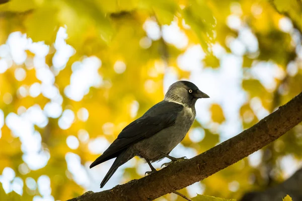 Autunno Uccelli Sui Rami Belle Chiare Foto Fauna Selvatica Habitat — Foto Stock