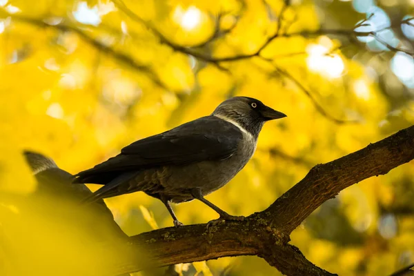 Herfstvogels Takken Mooie Heldere Foto Van Wilde Dieren Natuurlijke Habitat — Stockfoto