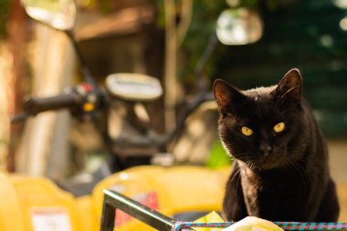 Bahçede, hayvanların ve güzel bitkilerin olduğu bir dizi fotoğraf.