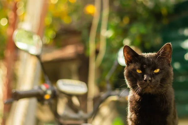 Uma Série Fotografias Quintal Com Animais Belas Plantas Close — Fotografia de Stock